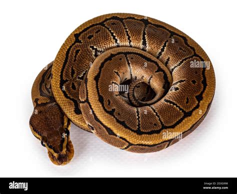 Image result for Ball Python Top View