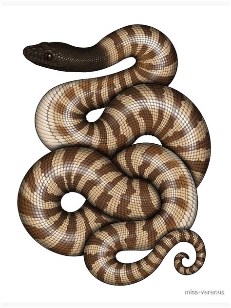 Black-headed Python Drawing に対する画像結果