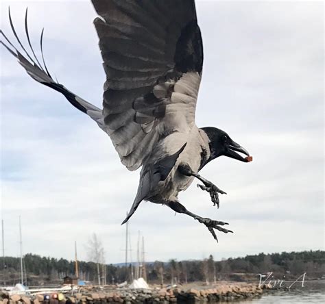 Image result for Different Crows