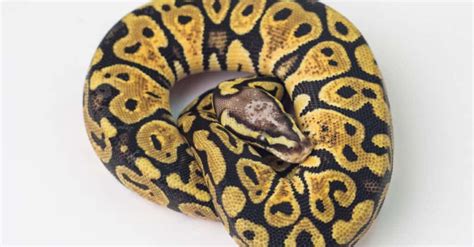 Toradh íomhá ar Ball Python Cyclus