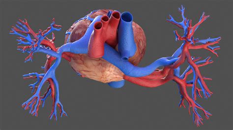 Image result for Human Cardiovascular System Model