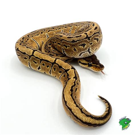 Image result for Spiratic Pattern Ball Python