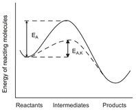Image result for Reductive Phase