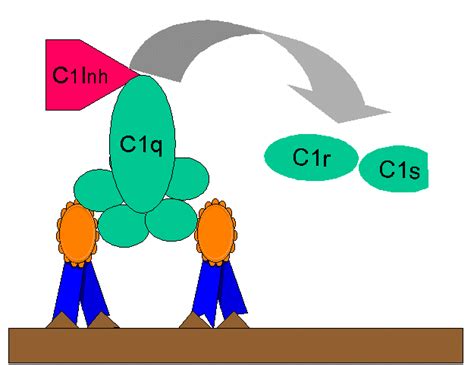 Complement C3 Production に対する画像結果