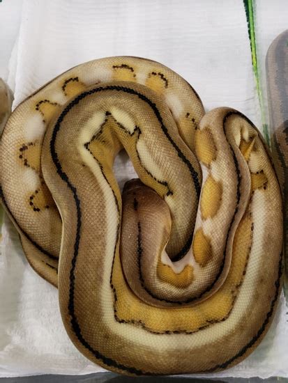Image result for Selayer Reticulated Python