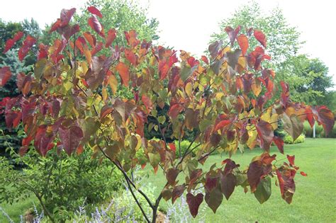 Image result for Redbud Tree Fall Color