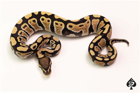 Image result for Het Ghost Ball Python