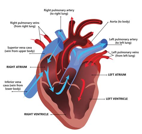 Bildergebnis für Anatomy of Heart Animation