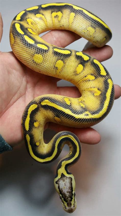 Astel Lesser Asphalt Ball Python に対する画像結果
