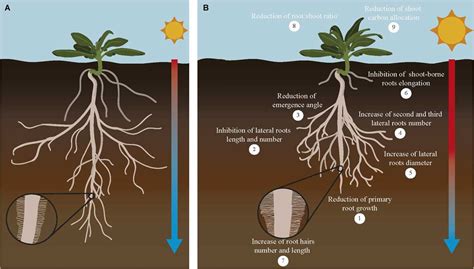 Image result for Chinese Elm Tree Root System