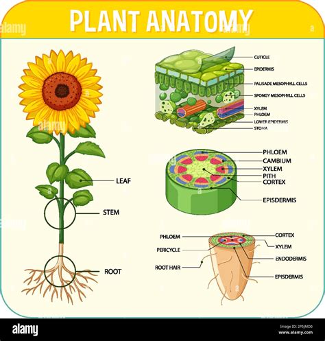 Toradh íomhá ar Internal Structure Example