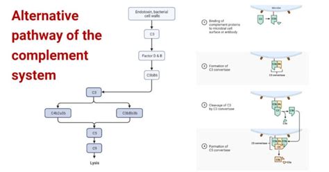 Afbeeldingsresultaten voor Complement System Alternative Pathway