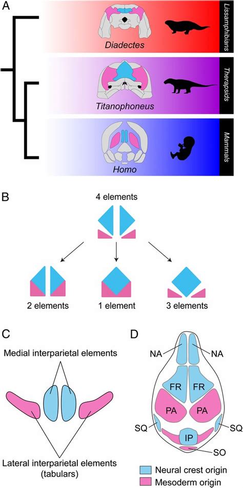 Interparietal Dicynodont に対する画像結果