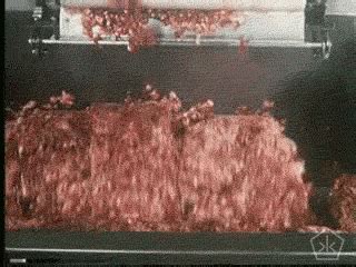 Image result for Python Spam Animated GIF