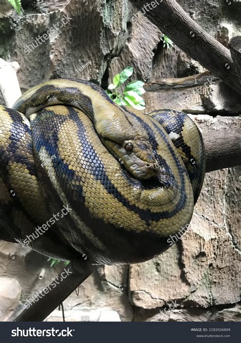 Royal Python vs Ball Python に対する画像結果