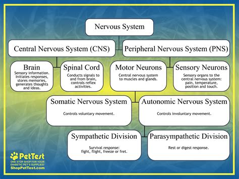 Afbeeldingsresultaten voor Peripheral Nervous System Types