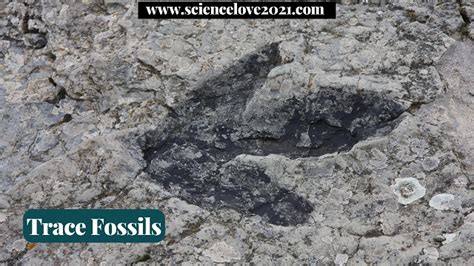 Image result for Trace Fossil Facts