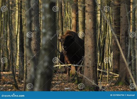 Grootste Bizon に対する画像結果