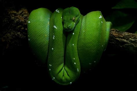 Image result for Python Snake Wallpaper