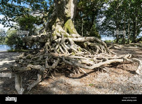 Image result for Water Oak Tree Root System