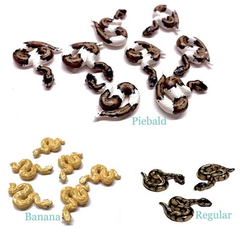 Toradh íomhá ar Miniature Ball Python