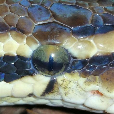 Yellow Ball Python Snake Eye に対する画像結果