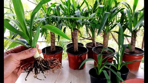 Image result for How to Propagate an Outdoor Yucca