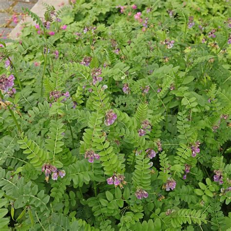 Toradh íomhá ar Popplio Wicke