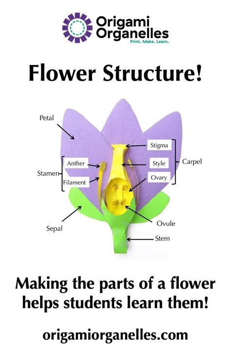 Image result for Diagram Part Flower Structure