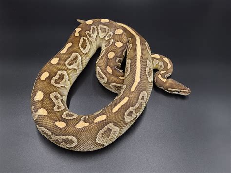 Image result for Ball Python Sable