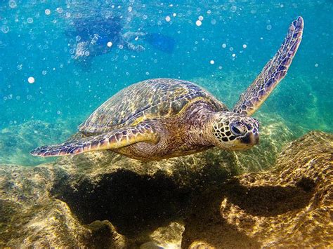 Turtle Wax Ceramic Teardrop Flag に対する画像結果