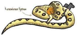 Image result for Reticulated Python Man Eater