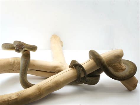 Patternless Pygmy Python ପାଇଁ ପ୍ରତିଛବି ଫଳାଫଳ