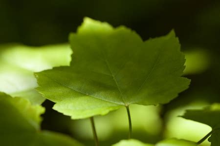 Red Maple Tree Root Problem に対する画像結果