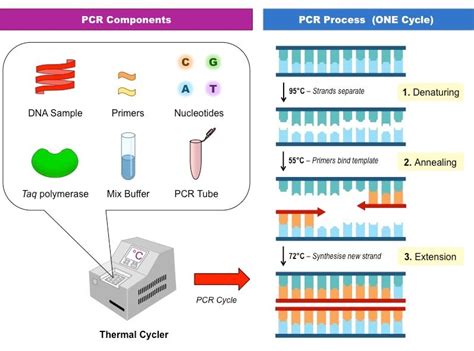 Image result for PCR Machine with Labels