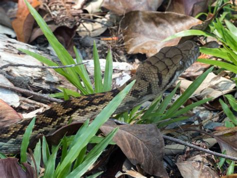 Image result for Scrub Python Australia Forest