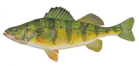 Types of Perch Fish に対する画像結果