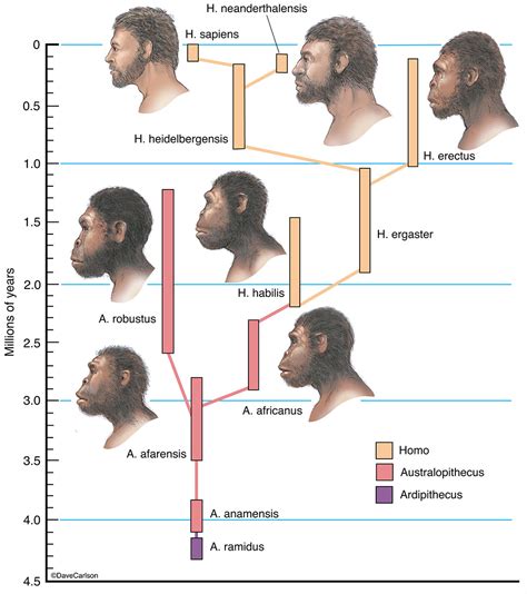 Image result for Evolutionary Tree of Humans