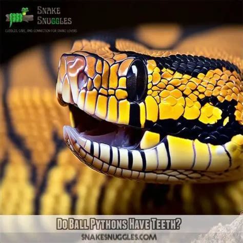 Image result for Teeth Ball Python