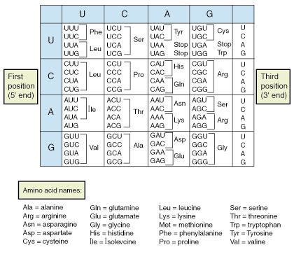 Image result for Genetic Code Example