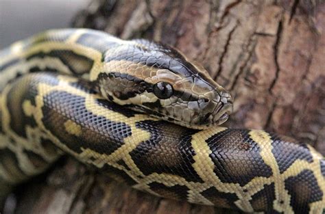 Toradh íomhá ar Florida Python