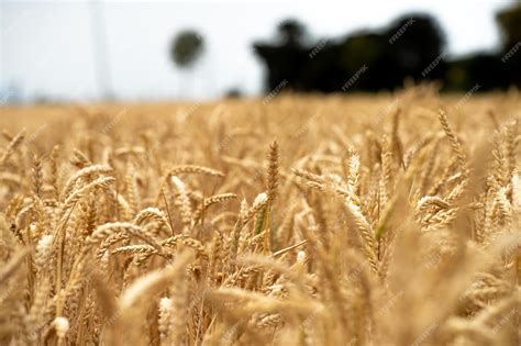 Afbeeldingsresultaten voor Rows of Grain Field