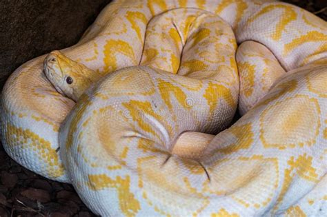 Image result for Python Yellow