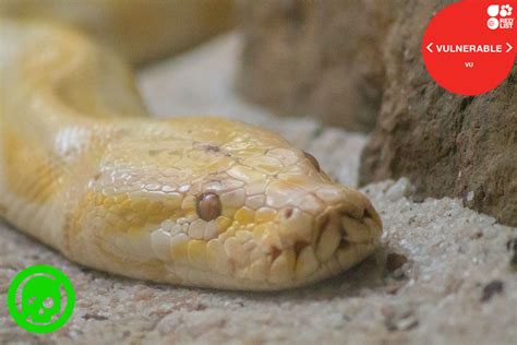 Image result for Burmese Python Genus