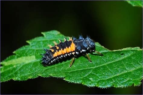 Afbeeldingsresultaten voor Dragon and Ladybug Breed