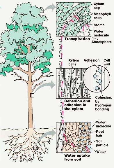 Toradh íomhá ar Transpiration Stream Diagram