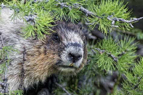 Image result for Marmot