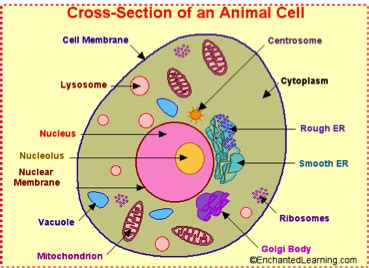 Afbeeldingsresultaten voor Cell Processes