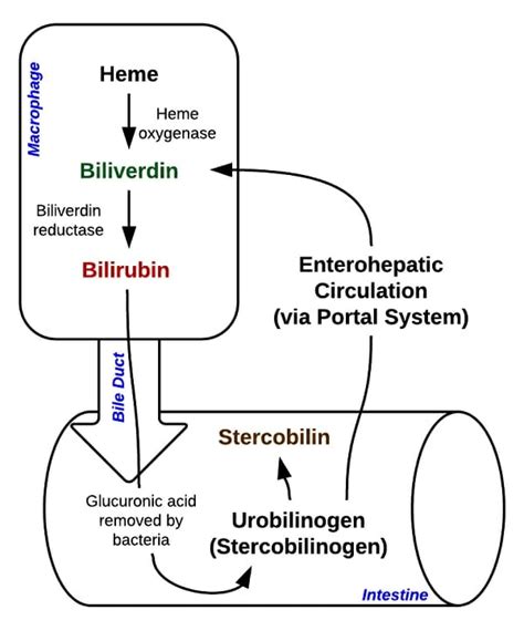 Bilirubin Test Procedure に対する画像結果