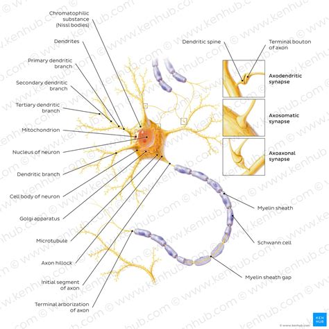 Toradh íomhá ar Multipolar Neuron Structure